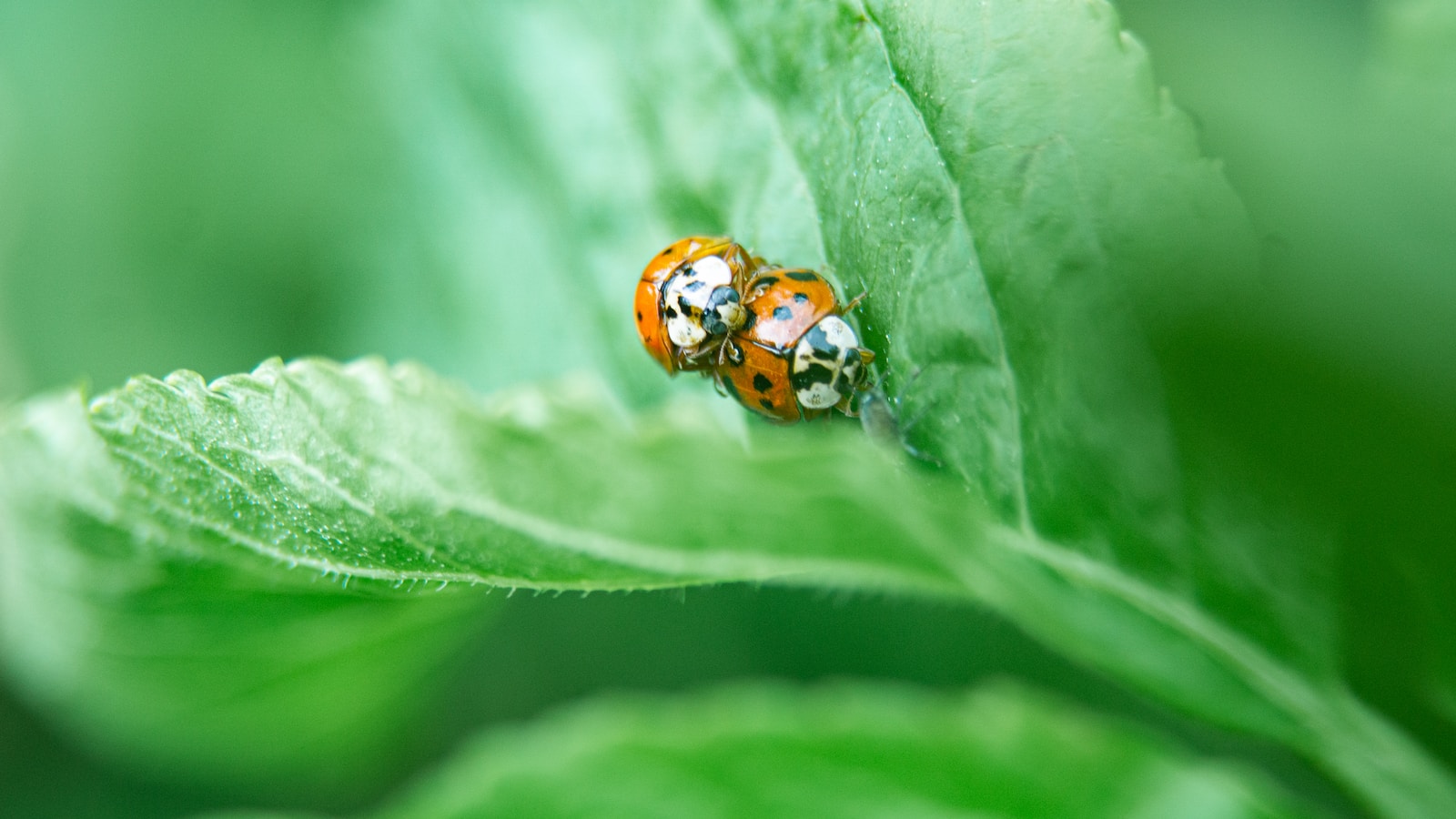 two red ladybugs